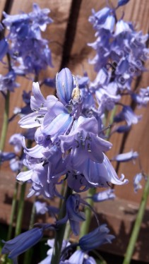 Delicately fragranced English Bluebell