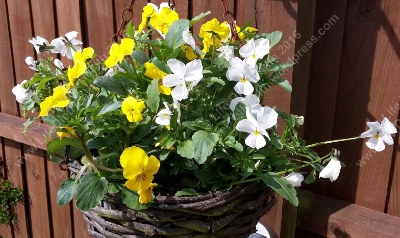 The hanging baskets are thriving too
