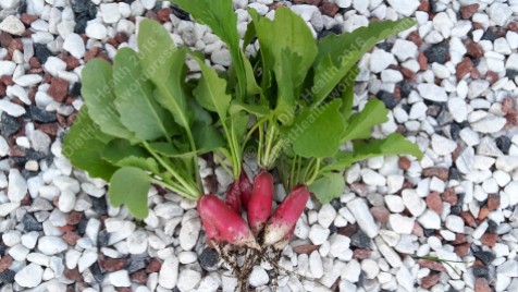 First crop of radishes this year